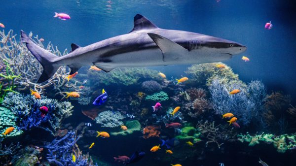 Foto: Ein Schwarzspitzenriffhai und viele kleine bunte Fische schwimmen durch ein buntes Korallenriff.