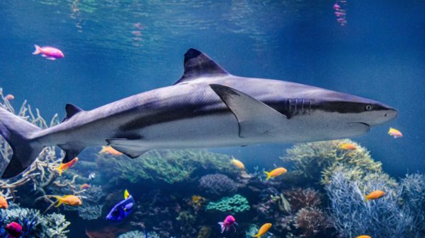 Foto: Ein Schwarzspitzenriffhai schwimmt durch ein buntes Korallenriff mit vielen verschiednen, bunten Fischen.